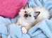 RAGDOLLS GIRL SEAL POINT BLUE EYES