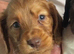Cocker spaniel puppies