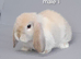 Mini lop rabbits ready now