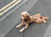 Cockapoo for stud