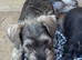 Miniature schnauzer