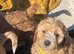 Cookerpoo puppies