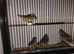 6 young zebra finches