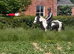 Top class happy hacker/fun kind cob