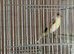 Peid goldfinch