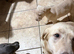KC Labrador Puppies