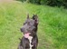 Kelpie x Welsh collie x Belgian malinois x staffy