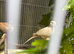 5 Diamond doves with cage