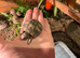 Baby Hermann's 2026 Hatchlings