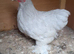 Bantam chicken hens
