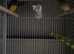 Zebra finch and Gouldian finch for sale