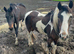 STUNNING COLOURED GELDING. COB X