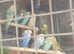 Adult budgies for sale