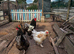 1 rooster and 3 hens LF BRAHMA