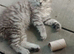 Maine Coon kittens. Mother is TICA registered.