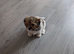 Female shihu Tzu puppy 14weeks old