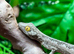 Henkels Leaf Tailed Gecko Halloween Special ending Sunday