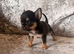 XXS chihuahua kc reg half Thai male