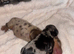 Lil baby sausages