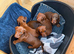 Miniature Dachshund pups