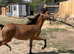 Hackney yearling filly
