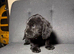 Last stunning cockerpoo girl for sale!