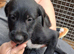 Well bred beautiful lurcher puppies