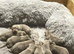 Silver Labrador puppies