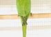 Beautiful young Indian ringneck parrots for sale.
