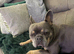Female Frenchie 5 years old rehome