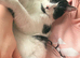 2 male cats for sale