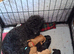 Update. Red boy has just become a 1 beautiful black girl ready 14th July x Six gorgeous toy poodles for sale.