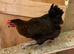 Burford brown hen