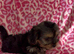 Beautiful Yorkshire Terrier Puppies