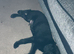 Male puppy in need of loving home