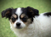 12 week old female Chihuahua puppy