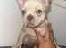 Blue eyed open nose.Elite French bulldog puppies- top pedigree lines