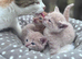 Last Kitten Available