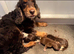 Beautiful show type cocker spaniel Puppy