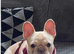 Kc registered French bulldog male