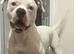 American bulldog