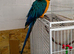 Beautiful Tame Blue & Gold Macaw Parrot
