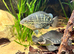 Mountain Grunter For Sale!