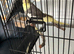 8 month old cockatiel
