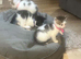 Kittens for sale 3 boys & 3 girls beautiful colours