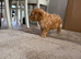 4 cockerpoo puppy&rsquo;s