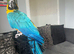 Blue & gold macaw