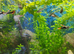 Female and male guppies