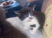 Kittens for forever home