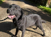 Adult - Kennel Club Registered Labrador Retriever Female